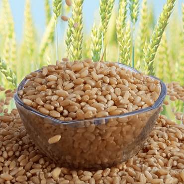 Wheat