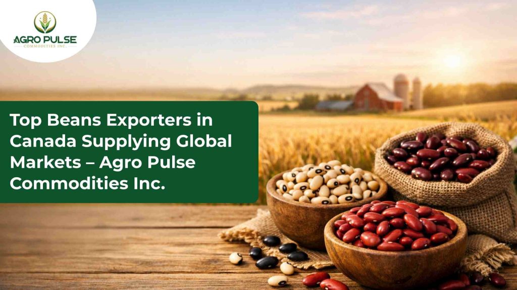 Top Beans Exporters in Canada Supplying Global Markets – Agro Pulse Commodities Inc.